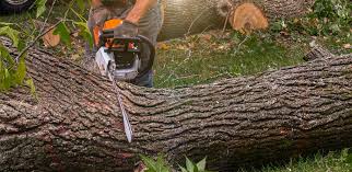 How Our Tree Care Process Works  in  Wyndmoor, PA