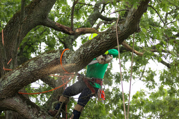 Best Mulching Services  in Wyndmoor, PA
