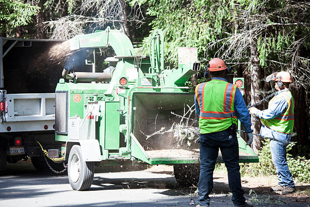 Best Tree Removal  in Wyndmoor, PA